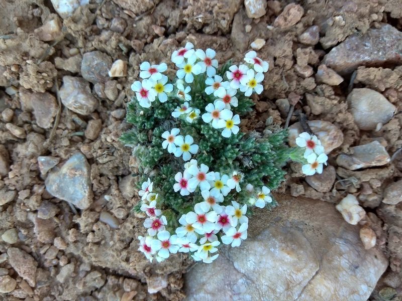 Androsace sericea, photographed by Maxim Shashkov