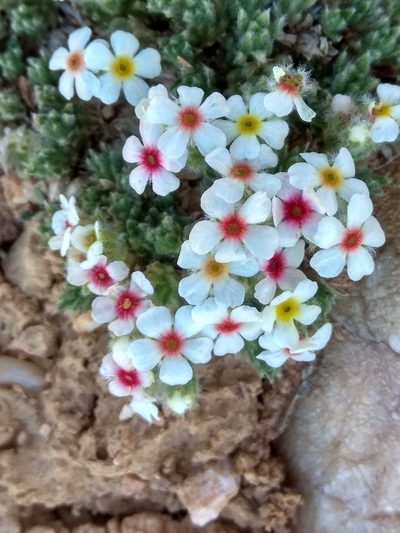 Androsace sericea, photographed by Maxim Shashkov