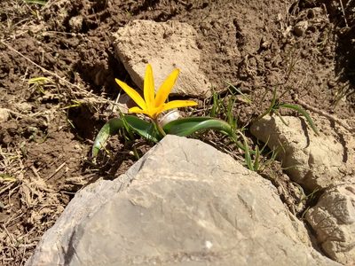 Colchicum luteum, photographed by Maxim Shashkov