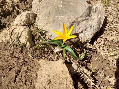 Colchicum luteum, photographed by Maxim Shashkov