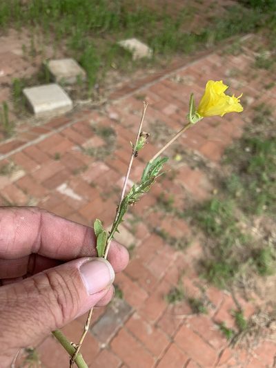 Oenothera grandis, photographed by CK2AZ