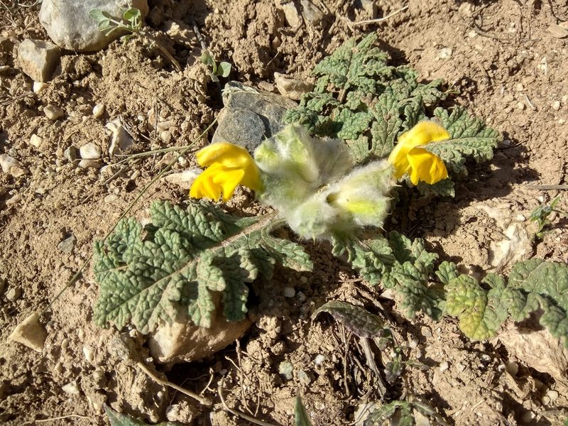 Phlomoides speciosa, photographed by Maxim Shashkov