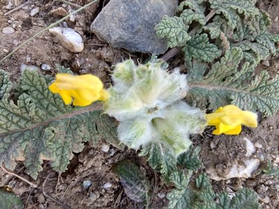 Phlomoides speciosa, photographed by Maxim Shashkov