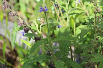 Salvia bogotensis, photographed by Andrés Ramírez-Barrera