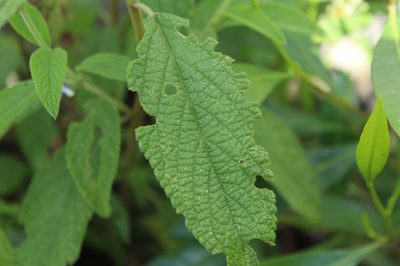 Salvia bogotensis, photographed by Andrés Ramírez-Barrera