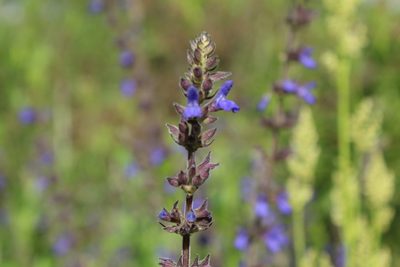 Salvia bogotensis, photographed by Andrés Ramírez-Barrera