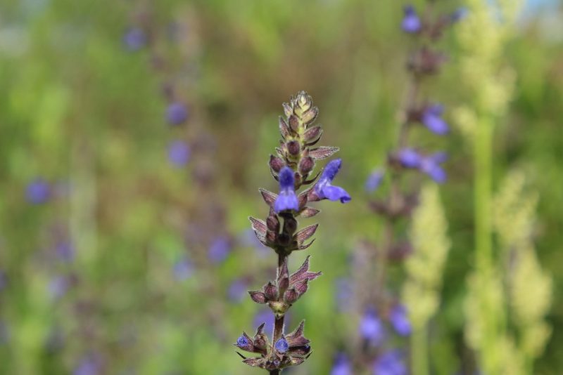 Salvia bogotensis, photographed by Andrés Ramírez-Barrera