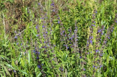 Salvia bogotensis, photographed by Andrés Ramírez-Barrera