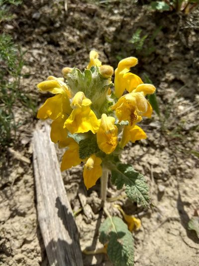 Phlomoides speciosa, photographed by Maxim Shashkov