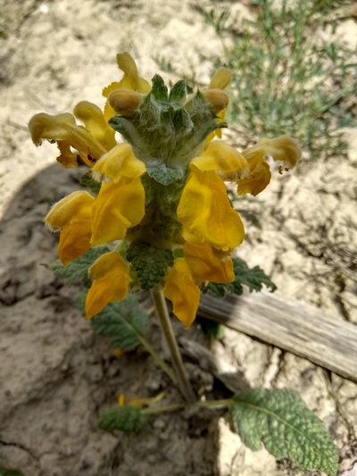 Phlomoides speciosa, photographed by Maxim Shashkov