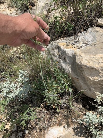 Eriogonum nealleyi, photographed by CK2AZ