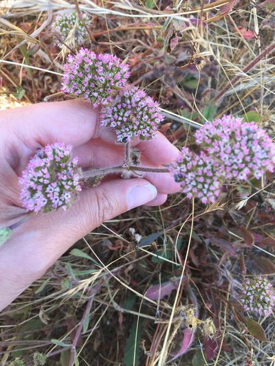 Chorizanthe valida, photographed by Kate Lusby