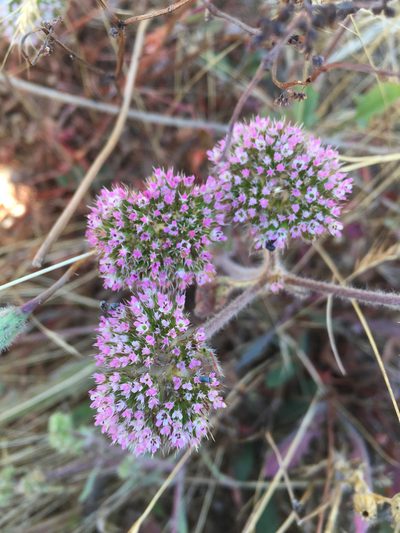 Chorizanthe valida, photographed by Kate Lusby