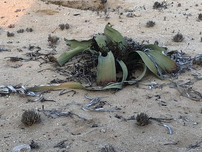 Welwitschia mirabilis, photographed by Dave U
