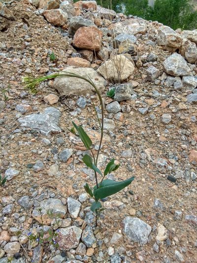 Conringia orientalis, photographed by Maxim Shashkov