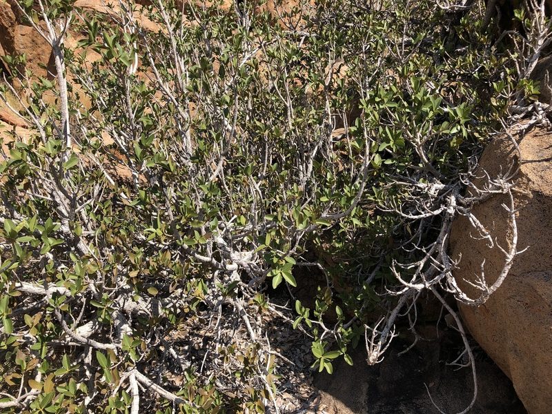 Ficus ilicina, photographed by Dave U