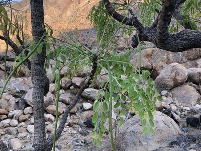 Moringa ovalifolia, photographed by Dave U