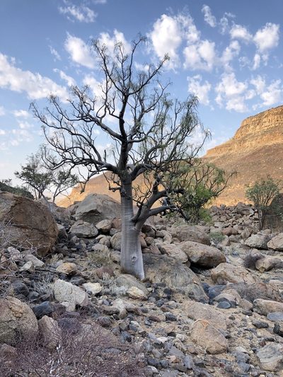 Moringa ovalifolia, photographed by Dave U