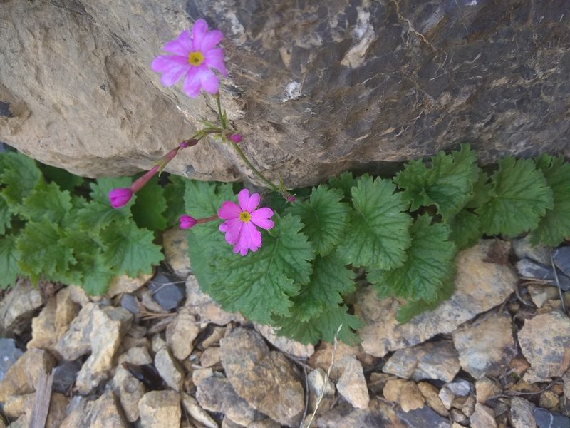 Primula minkwitziae, photographed by Maxim Shashkov