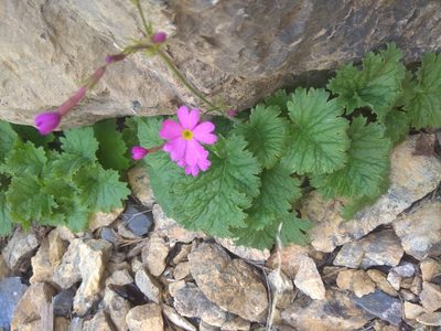 Primula minkwitziae, photographed by Maxim Shashkov