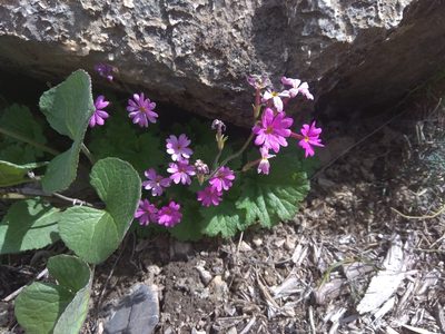 Primula minkwitziae, photographed by Maxim Shashkov