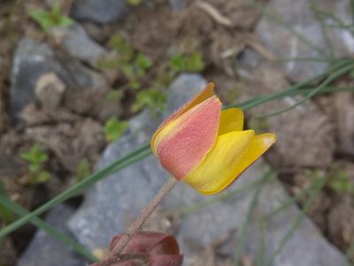 Anemone biflora, photographed by Maxim Shashkov