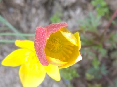Anemone biflora, photographed by Maxim Shashkov