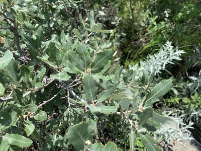 Quercus mohriana, photographed by CK2AZ
