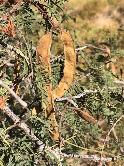 Senegalia hereroensis, photographed by Dave U