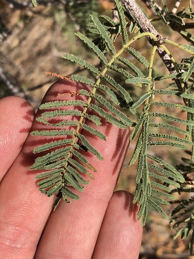 Senegalia hereroensis, photographed by Dave U