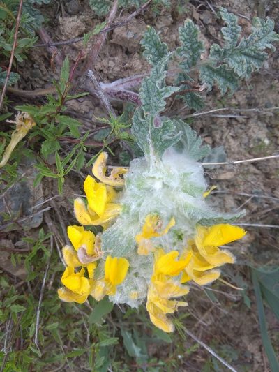 Phlomoides speciosa, photographed by Maxim Shashkov