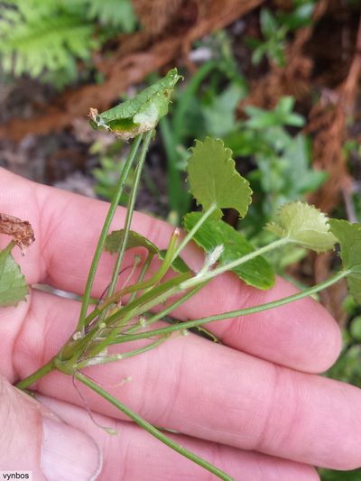 Centella callioda, photographed by Chris Vynbos