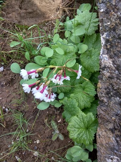 Primula turkeviczii, photographed by Maxim Shashkov