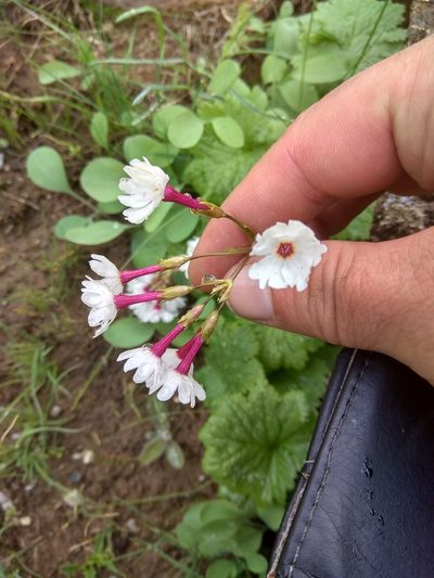 Primula turkeviczii, photographed by Maxim Shashkov