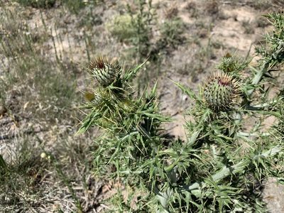 Cirsium ochrocentrum, photographed by CK2AZ