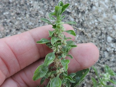 Amaranthus polygonoides, photographed by Sam Kieschnick