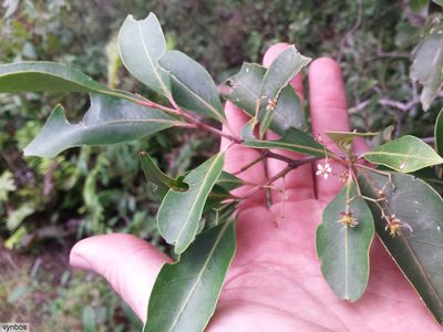 Pterocelastrus rostratus, photographed by Chris Vynbos