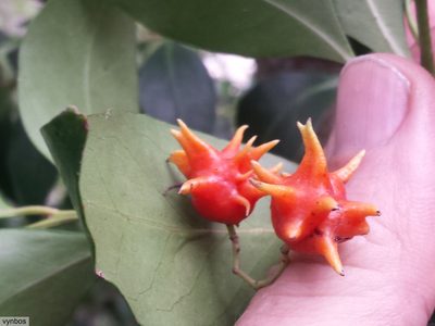 Pterocelastrus rostratus, photographed by Chris Vynbos