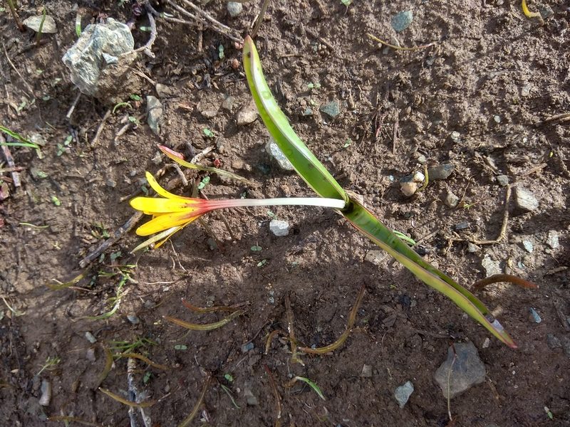 Colchicum luteum, photographed by Maxim Shashkov