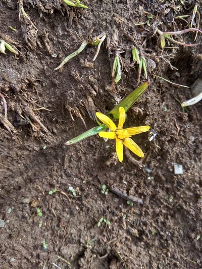 Colchicum luteum, photographed by Maxim Shashkov