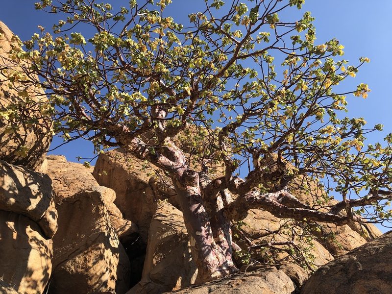Sterculia africana, photographed by Dave U