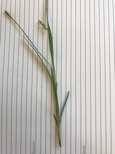 Carex digitalis, photographed by Summit Metro Parks