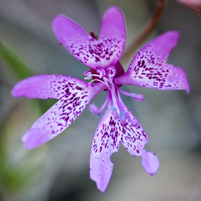 Clarkia biloba, photographed by Ken-ichi Ueda