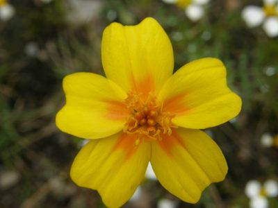 Tagetes tenuifolia, photographed by Carlos Martorell
