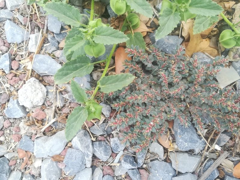 Euphorbia velleriflora, photographed by Francisco Martínez González