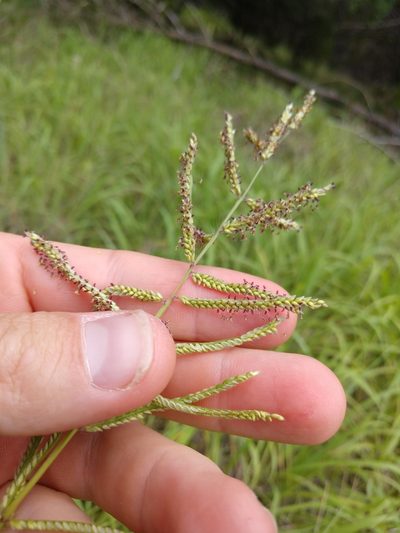 Paspalum malacophyllum, photographed by Cleveland Powell