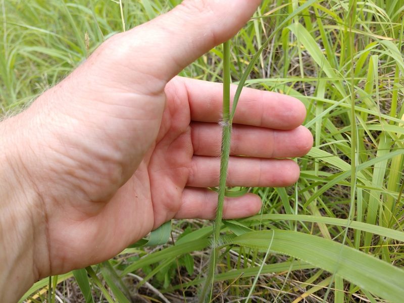Paspalum malacophyllum, photographed by Cleveland Powell
