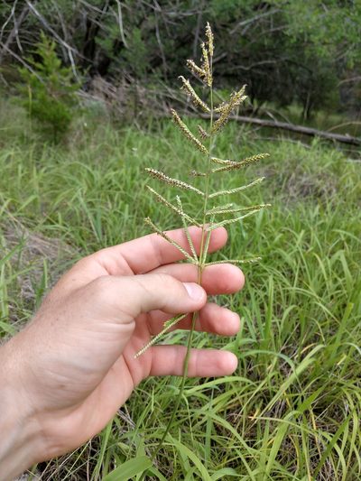 Paspalum malacophyllum, photographed by Cleveland Powell