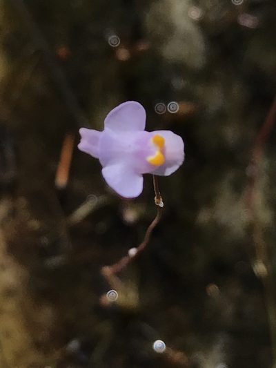 Utricularia biceps, photographed by william_hoyer