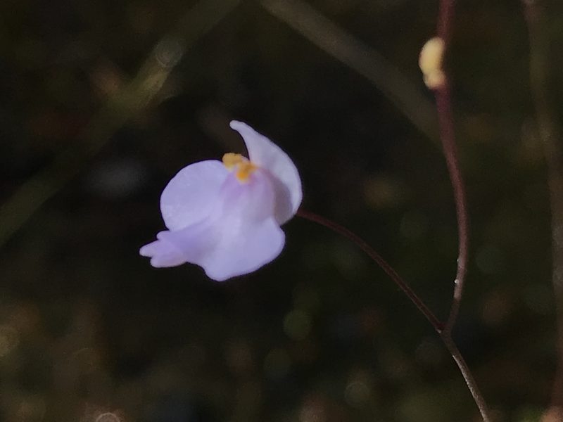 Utricularia biceps, photographed by william_hoyer